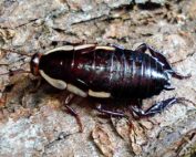 NZ Native Cockroach