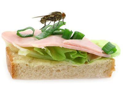 Fly on Sandwich